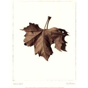  Norway Maple Poster by Alan Blaustein (12.00 x 16.00 