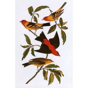  Western Tanager and Scarlet Tanager