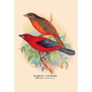  Scarlet Tanager 20X30 Poster Paper