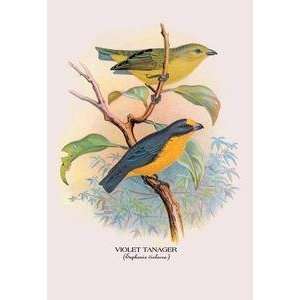  Vintage Art Violet Tanager   05243 0