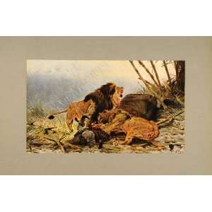  1905 Print Lion Dévorant un Buffle Friese Hunting 