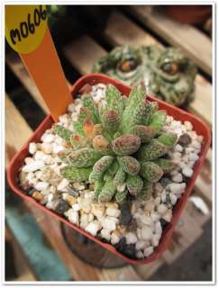 Cactus Succulent. Crassula ausensis m0606  
