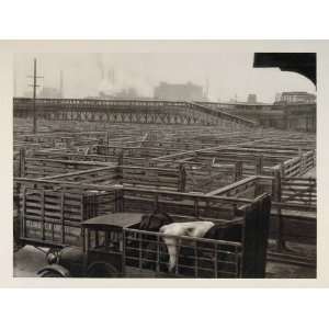  1927 Chicago Stockyards Stock Yards Cattle Pens Hoppe 