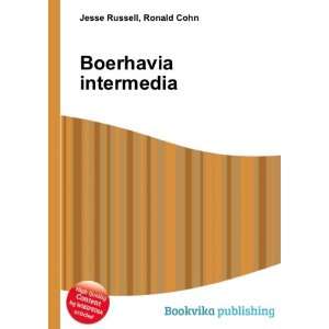  Boerhavia intermedia Ronald Cohn Jesse Russell Books