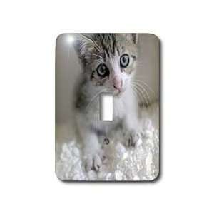 VWPics Cats and Dogs   Cute Kitten at Home looking up   Light Switch 