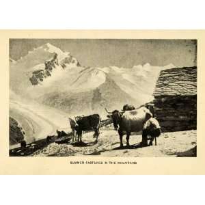  Alps Cattle Cow Pasture Art   Original Halftone Print