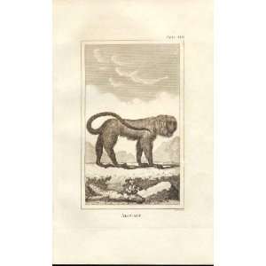  Alouate 1812 Buffon Natural History Pl 401 Monkey