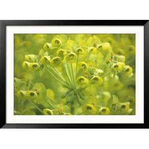  Euphorbia, Close up of Green Flowers Framed Photographic 