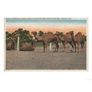  Sarasota, Florida   Camels at Ringling Bros. Circus Giclee 