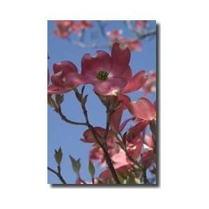  Pink Dogwoods Chevy Chase Maryland Giclee Print
