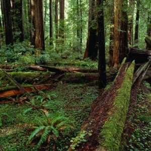  Redwood Trees, Ferns and Sorrell, Humboldt Redwoods State 