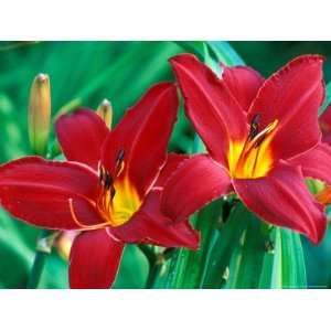 Hemerocallis Chicago Aztec, Close up of Red Flower Heads Botanical 