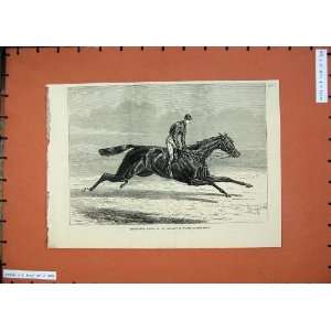  Sport 1874 Horse Adventuriere Cesarewitch Newmarket