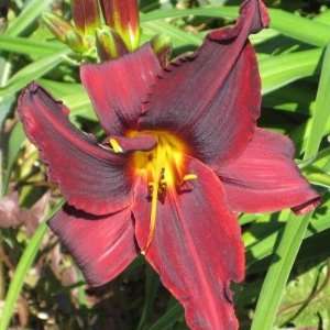  5 Fans of African Chant Daylilies Patio, Lawn & Garden