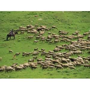  Shepherd on Horseback with Flock of Sheep, Post Dzhety 
