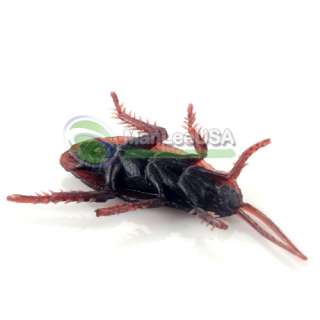   Gel Cockroach Props Toy Hot Set of 5 Fake Rubber Roach Bug  