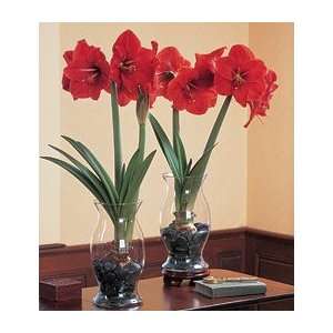  Amaryllis Amigo, 1 bulb, a 11 1/2 hurricane vase, and 