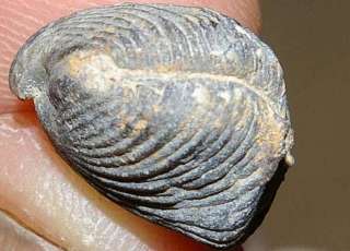 Uncinulus primipilaris  Devonian Brachiopods  