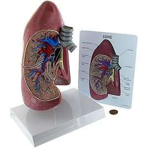 Classroom Lung Model with Key Card  Industrial 