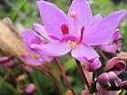 Ground Terrestial Chinese Orchid Plant Purple