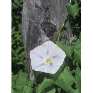  Morning Glory Flower and its Twining Stem, Flying Saucers 