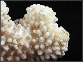 White Coral Septastraea Deep Sea Fossil   