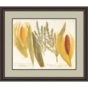    Corn by Johann Wilhelm Weinmann   Framed Artwork