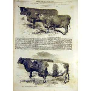  1857 Cattle Devon Heifer Bull Shorthorn Salisbury Show 