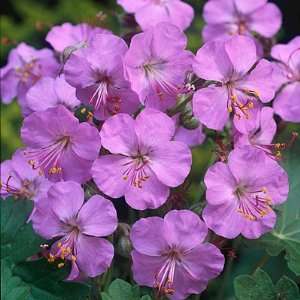  Geranium Karmina