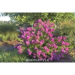 Petite Orchid Crape Myrtle by Monrovia Growers, Five Gallon Container