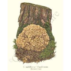   Print Cauliflower Mushroom   Sparassis crispa