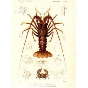  Cuvier Crustaceans Plate 46 Poster Print
