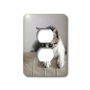 VWPics Cats and Dogs   Cute Kitten at Home laying down   Light Switch 