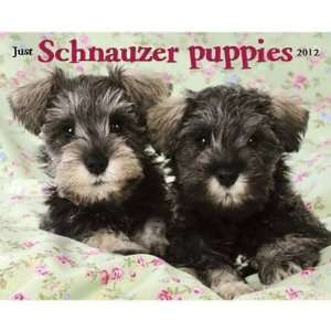  Just Schnauzer Puppies 2012 Wall Calendar