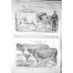  1856 AGRICULTURAL SHOW CHELMSFORD BULL BUTTERFLY HORSES 