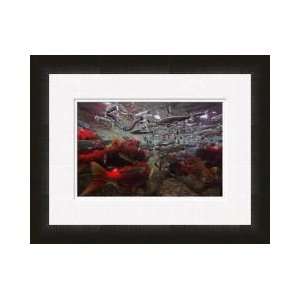  Spawning Salmon Kamchatka Russia Framed Giclee Print