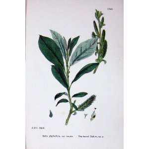    Botany Plants C1902 Tea Leaved Sallow Salix Tenuior