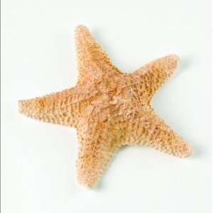  Starfish Floating Candle