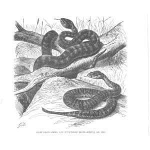  Short Death Adder Snake Antique Print 1896