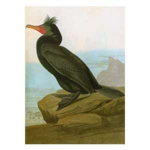 Audubon Cormorant Premium Giclee Poster Print 