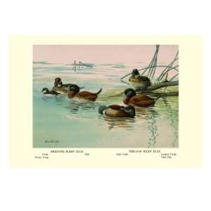  Argentine and Peruvian Ruddy Ducks by Allan Brooks, 24x32 