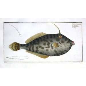  Marcus E Bloch Fish Print   Mingo Filefish Fine Art 
