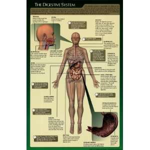 Digestive System Laminated Poster Print, 18x28