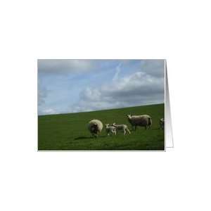  Spring, new born lambs, blank,Ireland Photography Card 