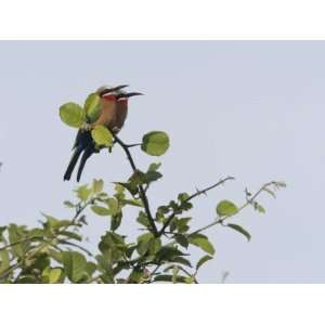  Two White Front Bee Eaters, Merops Bullockoides, Perched 