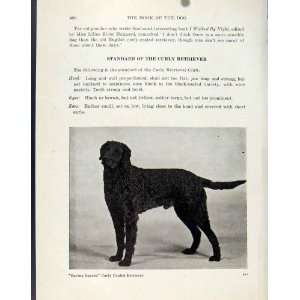  Standard Curley Retriever Pet Animal Dog Hound Print