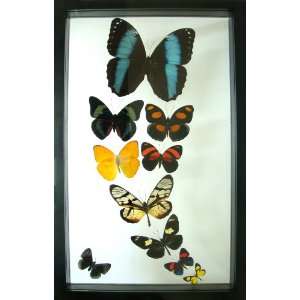  Morpho Rey Mounted Butterfly Art 