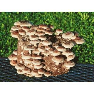  Mushroom Patch  Indoor Mushroom Growing Kit  Grow Edible Mushrooms 
