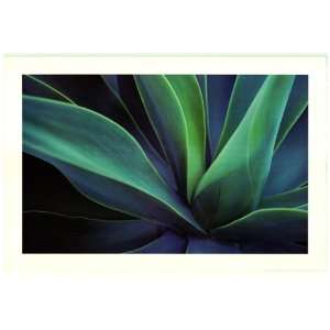  Cactus Flower Plant   Photography Poster   24 x 36