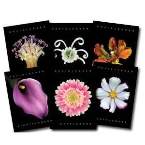 Assorted Nightflowers II Postcards 25 random images from David Leaser 